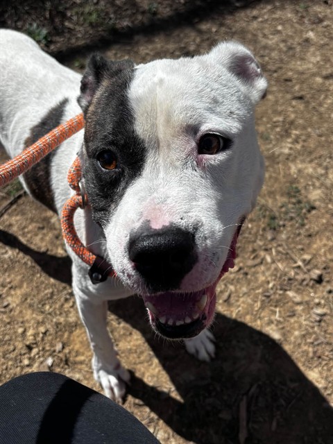 Shelter Stray Female Dog last seen Near BLOCK W. CHESTNUT ST, 3528 Newburg Rd, Louisville, KY 40218, USA