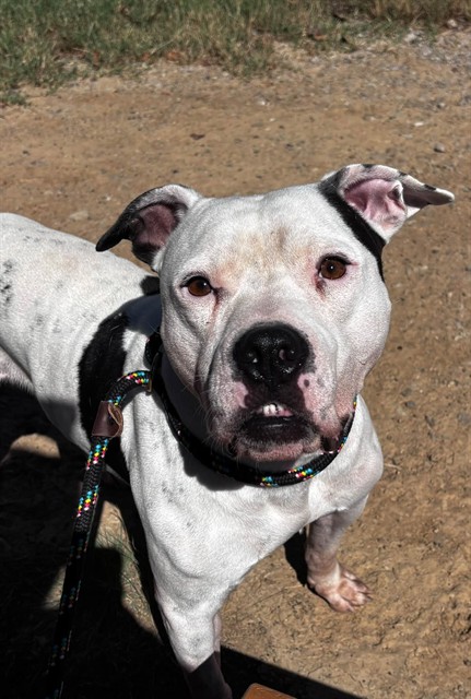 Shelter Stray Male Dog last seen Near BLOCK NATIONAL TPKE, 3528 Newburg Rd, Louisville, KY 40218, USA