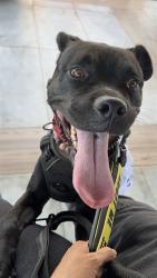 Shelter Stray Female Dog last seen Near BLOCK SW 126 CT, 3599 NW 79th Ave, Doral, FL 33122, USA
