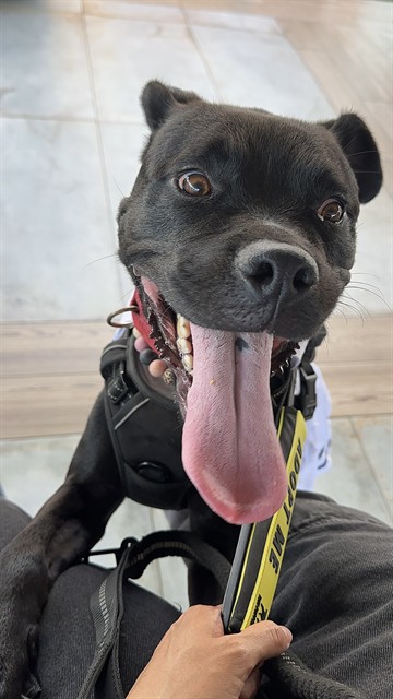 Shelter Stray Female Dog last seen Near BLOCK SW 126 CT, 3599 NW 79th Ave, Doral, FL 33122, USA