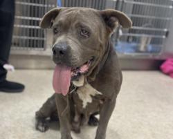 Shelter Stray Female Dog last seen , 957 N Gaffey St, San Pedro, CA 90731, USA