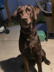 Found/Stray Male Dog last seen West Antelope Drive & North Hill Field Road, Layton, UT 84041