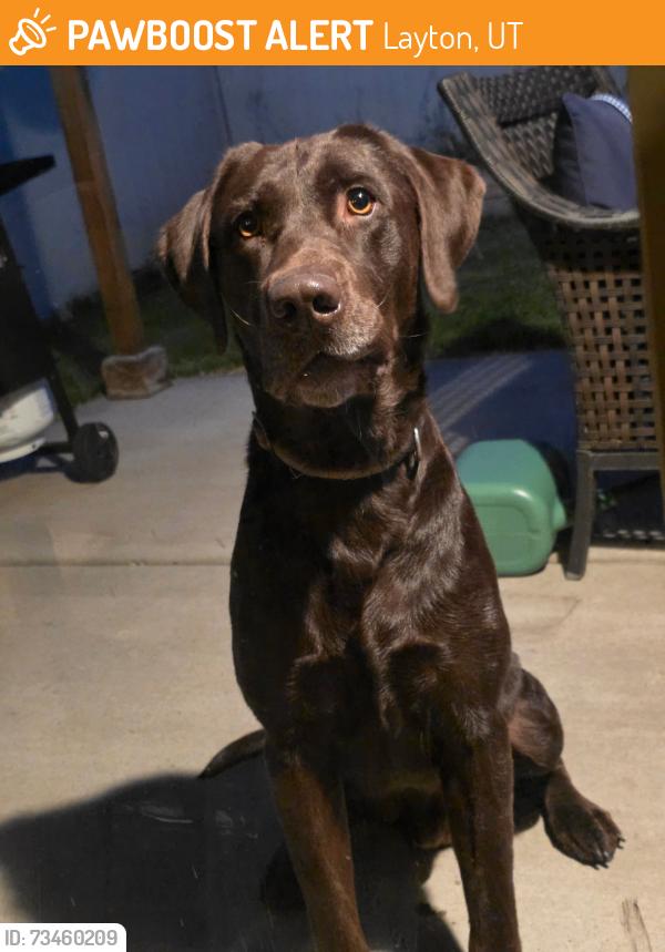Found/Stray Male Dog last seen West Antelope Drive & North Hill Field Road, Layton, UT 84041