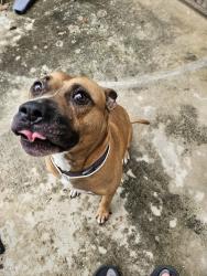 Found/Stray Male Dog last seen Macaway and Stuart road intersection, Adkins, TX 78101