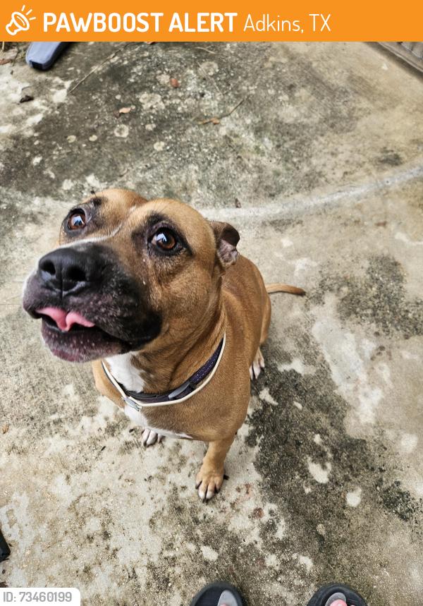 Found/Stray Male Dog last seen Macaway and Stuart road intersection, Adkins, TX 78101