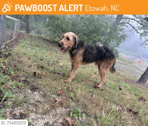 Found/Stray Male Dog last seen Big Willow Rd, Etowah, NC 28739