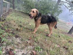 Found/Stray Male Dog last seen Big Willow Rd, Etowah, NC 28739