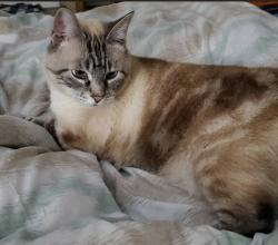 Reunited Male Cat last seen Somerset Park, Calgary, AB T2Y 3G9