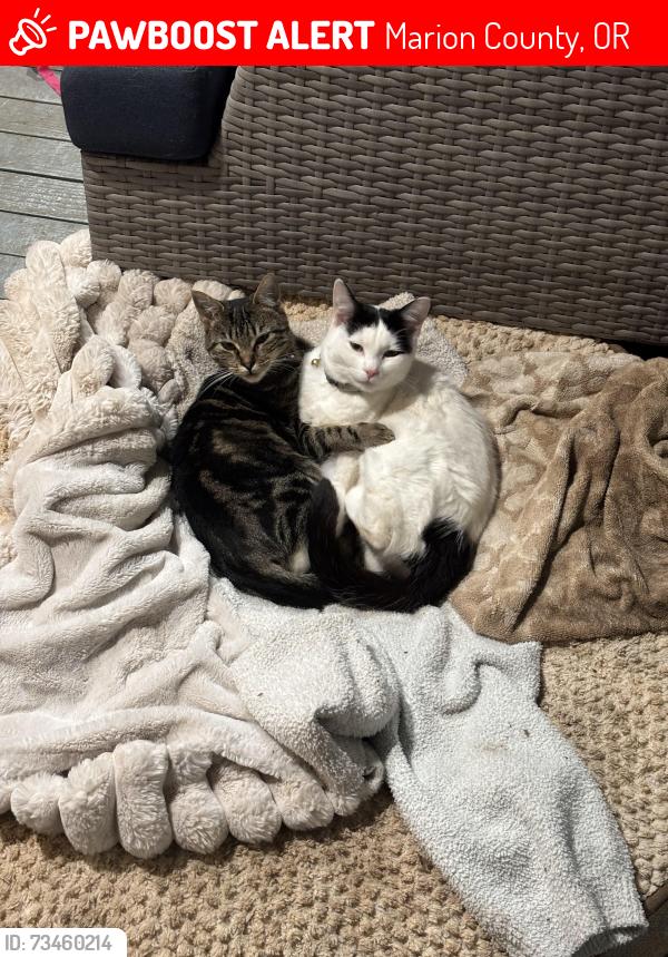 Lost Female Cat last seen 76th Ave SE, Marion County, OR 97317