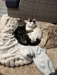 Lost Female Cat last seen 76th Ave SE, Marion County, OR 97317
