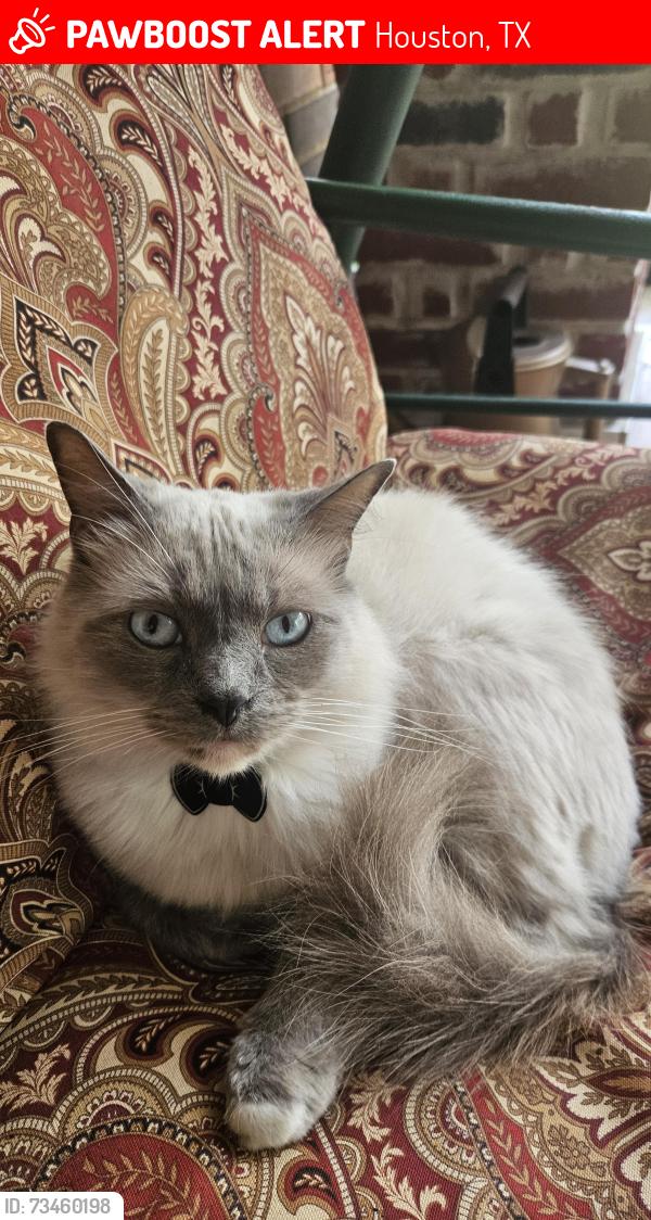 Lost Male Cat last seen Golden Field, Houston, TX 77059