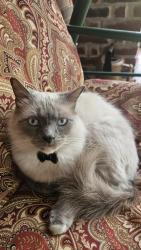 Lost Male Cat last seen Golden Field, Houston, TX 77059