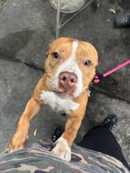 Lost Female Dog last seen Bennett college, mlk area, Greensboro, NC 27406