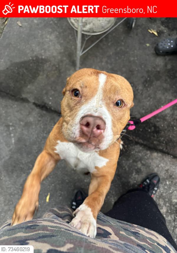 Lost Female Dog last seen Bennett college, mlk area, Greensboro, NC 27406