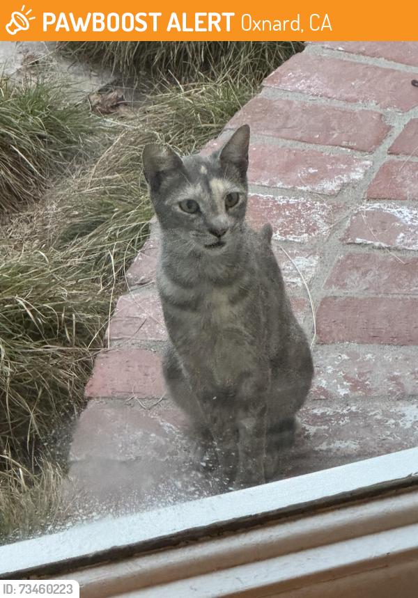 Found/Stray Unknown Cat last seen C Street, Oxnard, CA 93030
