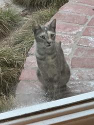 Found/Stray Unknown Cat last seen C Street, Oxnard, CA 93030