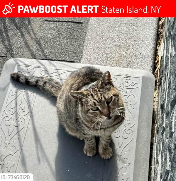 Lost Female Cat last seen Forest Ave & Arnprior St., Staten Island, NY 10302
