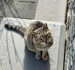 Lost Female Cat last seen Forest Ave & Arnprior St., Staten Island, NY 10302
