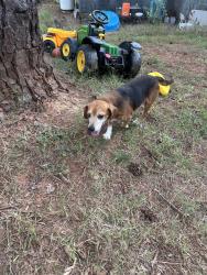 Found/Stray Male Dog last seen Kings mountain state park, Blacksburg, SC 29702