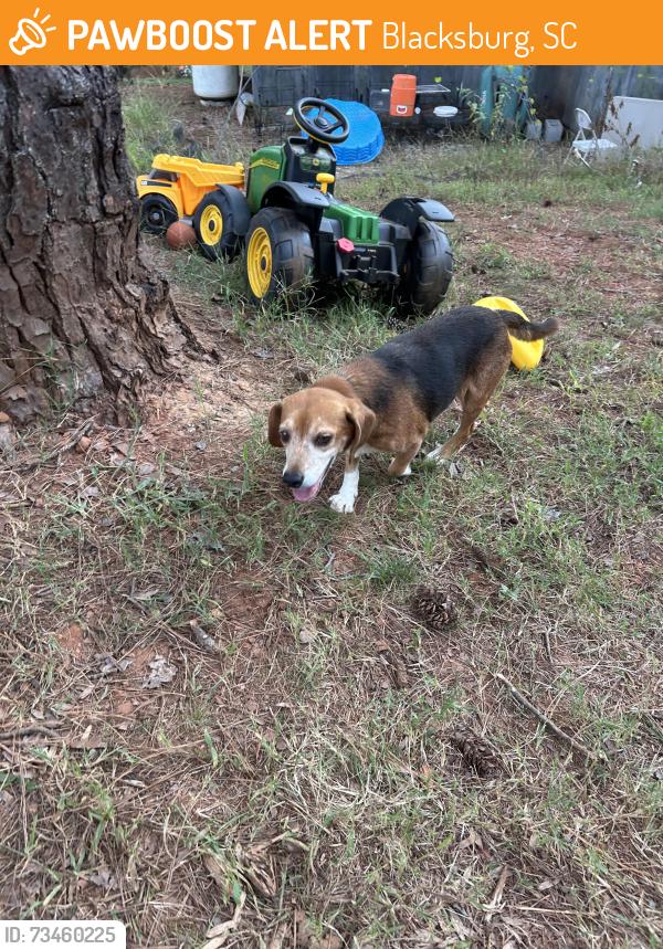 Found/Stray Male Dog last seen Kings mountain state park, Blacksburg, SC 29702