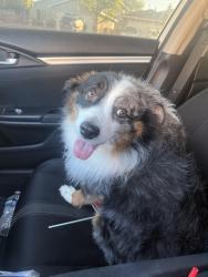 Found/Stray Unknown Dog last seen ventana ranch elementary, Albuquerque, NM 87114
