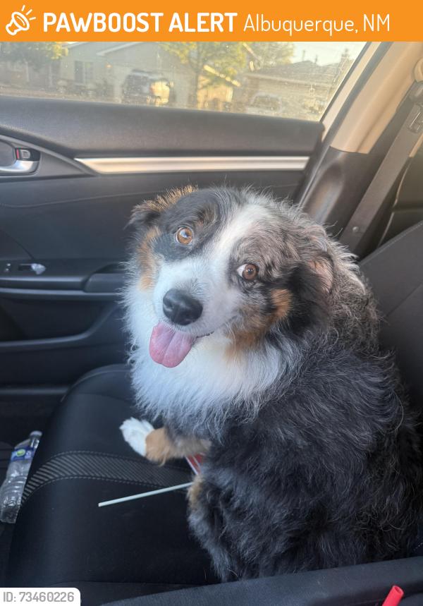 Found/Stray Unknown Dog last seen ventana ranch elementary, Albuquerque, NM 87114