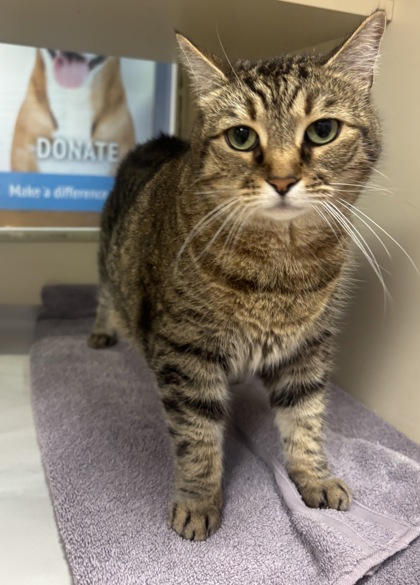 Shelter Stray Female Cat last seen Near Tilson Rd Decatur GA 30032, 30032, GA, 3280 Chamblee Dunwoody Rd, Chamblee, GA 30341, USA