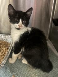 Shelter Stray Male Cat last seen Near Atlanta Hwy, Alpharetta, GA 30004, Other - Out of County, GA, 3280 Chamblee Dunwoody Rd, Chamblee, GA 30341, USA