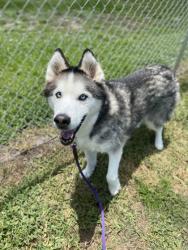 Shelter Stray Male Dog last seen Near 24th ct, IRC AC, FL, 6230 77th St, Vero Beach, FL 32967, USA