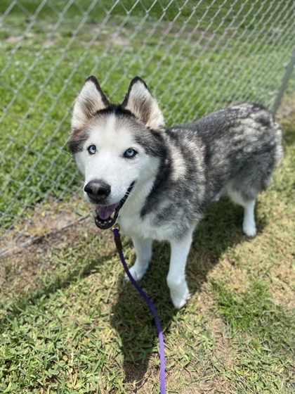 Shelter Stray Male Dog last seen Near 24th ct, IRC AC, FL, 6230 77th St, Vero Beach, FL 32967, USA