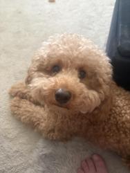 Lost Male Dog last seen Don’t know, Pontefract, England 