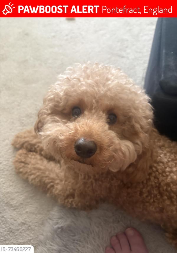 Lost Male Dog last seen Don’t know, Pontefract, England 