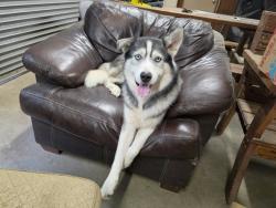 Reunited Male Dog last seen Spring Creek Park, Tomball, TX 77377