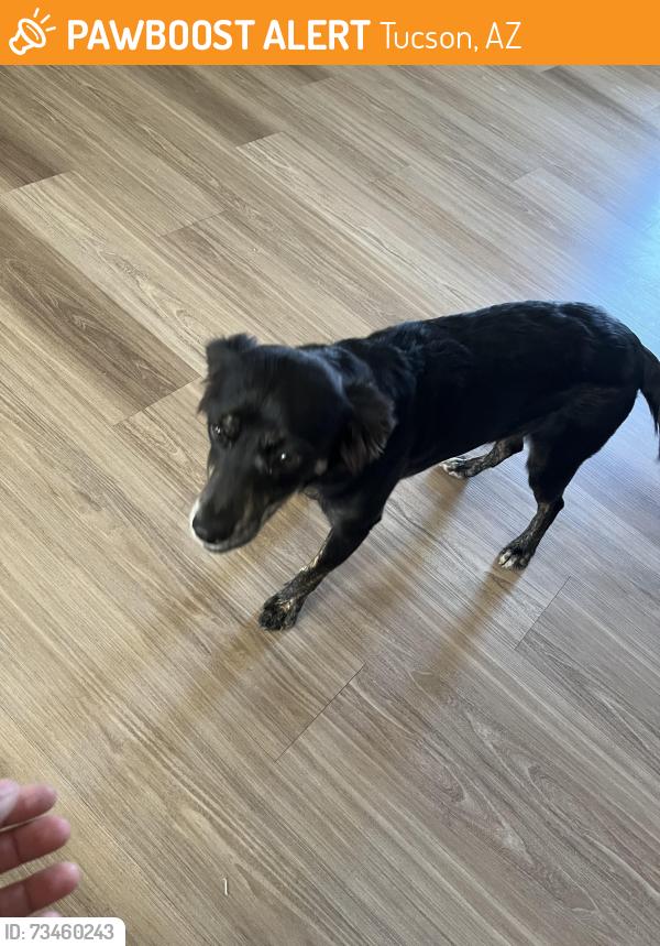 Found/Stray Female Dog last seen Kino and Duvall, Tucson, AZ 85713