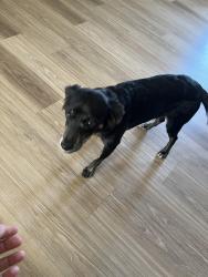 Found/Stray Female Dog last seen Kino and Duvall, Tucson, AZ 85713