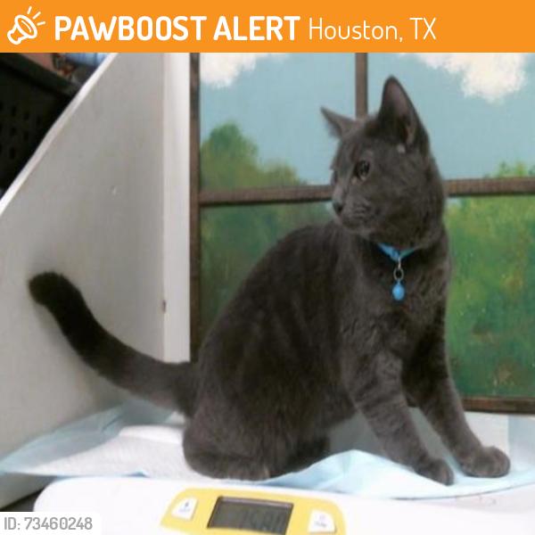 Found/Stray Male Cat last seen Near Block Blck Addicks Howell Rd, Houston, TX 77079