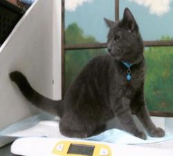 Found/Stray Male Cat last seen Near Block Blck Addicks Howell Rd, Houston, TX 77079