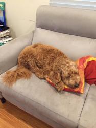 Reunited Female Dog last seen Near Vermont st Oakland, Oakland, CA 94610