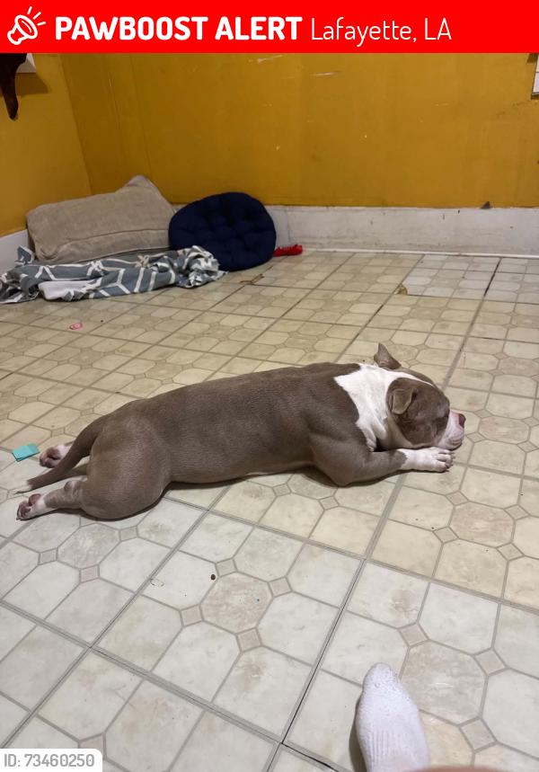 Lost Female Dog last seen Evangeline Thruway, Lafayette, LA 70501
