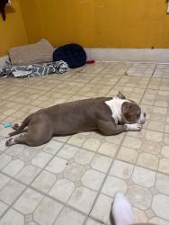 Lost Female Dog last seen Evangeline Thruway, Lafayette, LA 70501