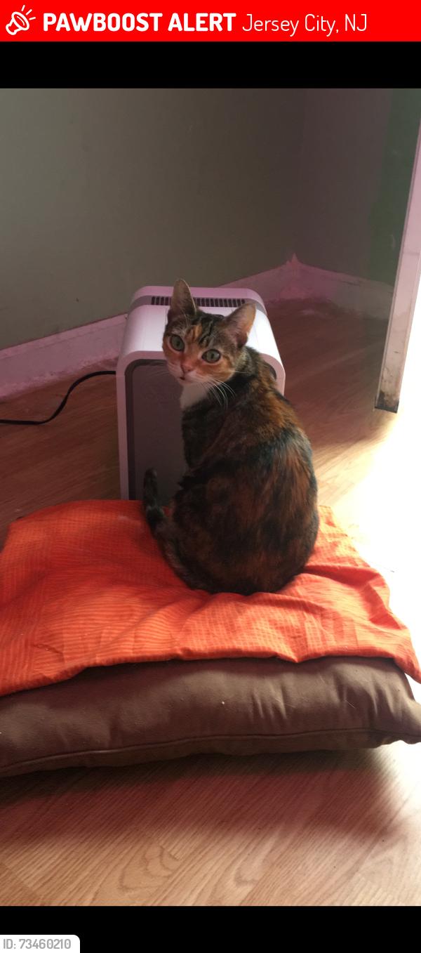 Lost Female Cat last seen Near Dales ave., Jersey City, NJ 07306