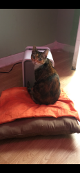 Lost Female Cat last seen Near Dales ave., Jersey City, NJ 07306