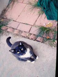 Lost Female Cat last seen Jet Wing, Astrozon & South Academy McDonalds, Colorado Springs, CO 80916