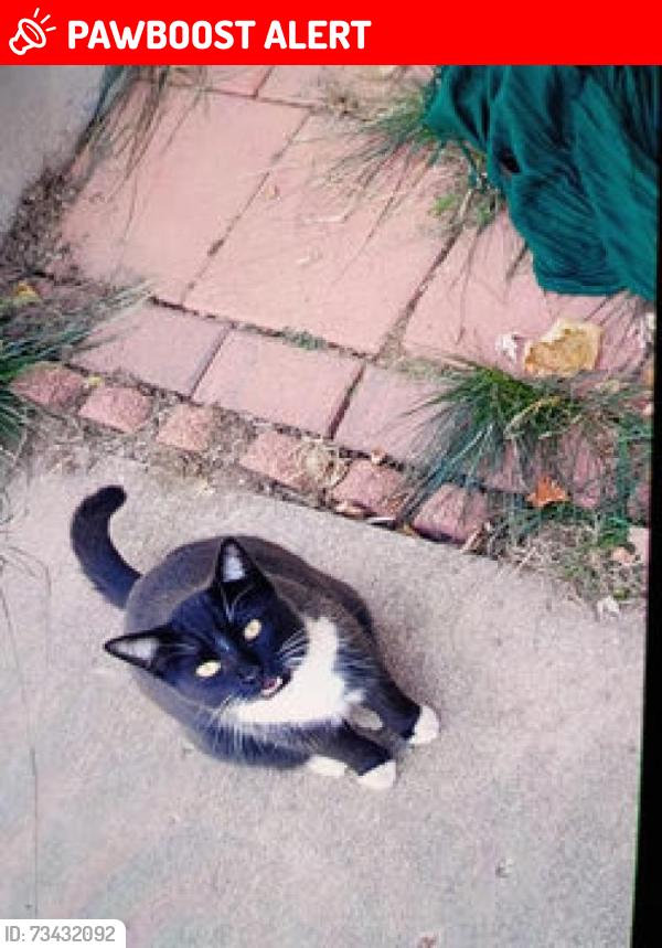 Lost Female Cat last seen Jet Wing, Astrozon & South Academy McDonalds, Colorado Springs, CO 80916
