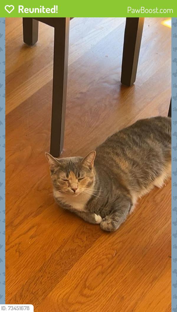 Reunited Female Cat last seen Potter road, Matthews, NC 28104