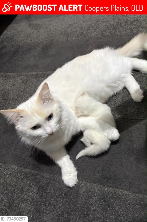 Lost Female Cat last seen Babbidge street coopers plains, Coopers Plains, QLD 4108