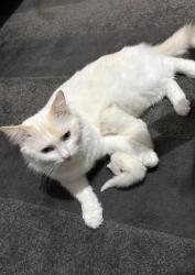 Lost Female Cat last seen Babbidge street coopers plains, Coopers Plains, QLD 4108