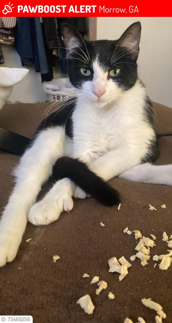 Lost Male Cat last seen last seen near the intersection of twilight trail and north lee street, morrow, ga 30260, Morrow, GA 30260