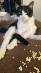 Lost Male Cat last seen last seen near the intersection of twilight trail and north lee street, morrow, ga 30260, Morrow, GA 30260