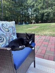 Lost Female Cat last seen Newton Rd near Falls of Neuse, Raleigh, NC 27615